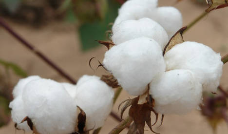 La cosecha de algodón alcanza los 2.400 kilos por hectárea y aumentan los precios