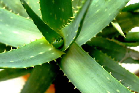 8 beneficios del aloe vera