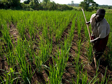 Agricultura familiar produce el 90% de los alimentos de Angola