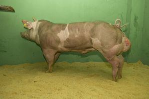 Semen Cardona presenta en Filipinas su nuevo centro de inseminación porcina