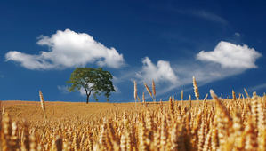 Unión de Uniones destaca que la climatología lastra entre un 8% y un 30% la presente campaña de cereales dependiendo del territorio