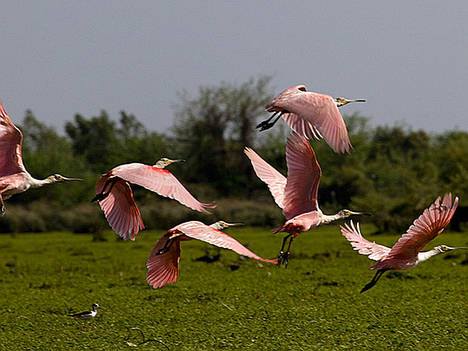 Corredor de los Pajaros