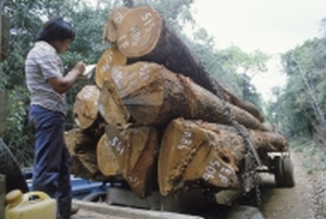 La Unión Europea y la FAO redoblan sus esfuerzos para combatir el comercio ilegal de madera