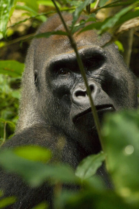 En busca de los últimos gorilas en uno de los parques mas bellos del mundo