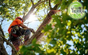 El arte de la poda: promoviendo salud y seguridad de los árboles, por La Tierra Jardinería