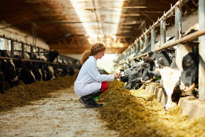 LA UE limita el uso de antibióticos en las granjas