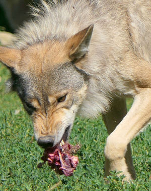 Unión de Uniones traslada su negativa al Ministerio sobre la inclusión del lobo en el LESPRE por falta de rigor y consenso