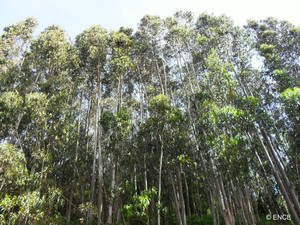 Los bosques gallegos apuestan por certificar su sostenibilidad e incorporar las últimas tecnologías forestales