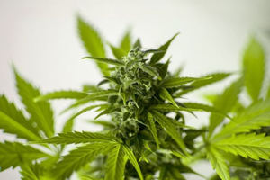 El cultivo y consumo privado de la marihuana