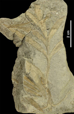 Una nueva especie de planta fósil turolense “acerca” a Norteamérica y Teruel durante el Cretácico Inferior