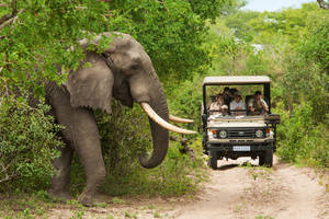 Cinco destinos para disfrutar del auténtico safari en Sudáfrica