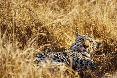 Cinco destinos para disfrutar del auténtico safari en Sudáfrica