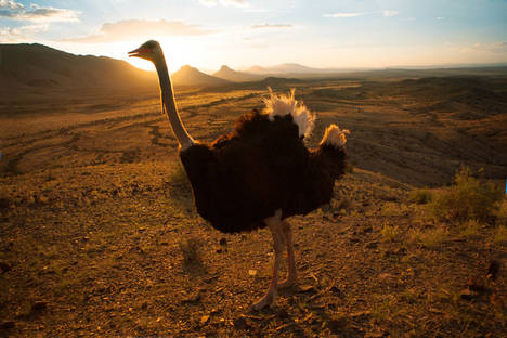 Cinco destinos para disfrutar del auténtico safari en Sudáfrica