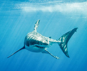España, el primer exportador de aletas de tiburón de la UE