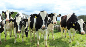 Unión de Uniones alerta de que los ganaderos se sienten amenazados para aceptar rebajas en el precio de la leche