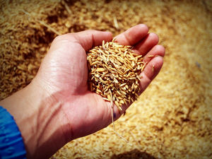 Unión de Uniones alerta a los europarlamentarios de que el acuerdo de libre comercio con Vietnam podría tener efectos muy negativos para el sector del arroz