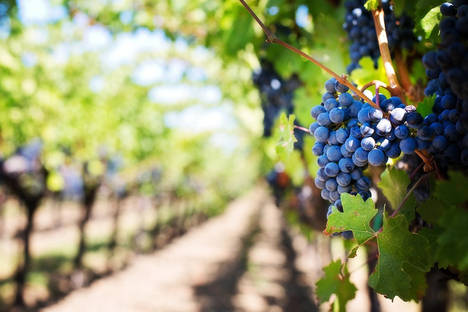 Las bodegas en zonas turísticas esperan ver crecer sus visitas un 10% este verano