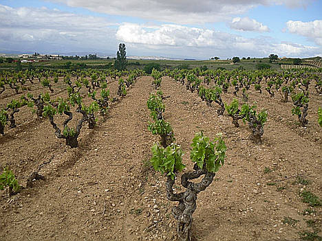Viñedos en La Rioja 