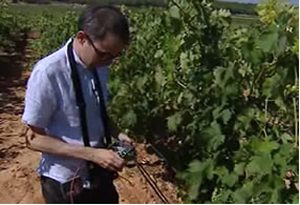 Visión avanzada para el control de la calidad de la uva destinada a vinificación